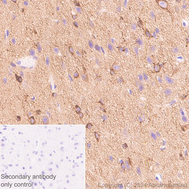 Immunohistochemistry (Formalin/PFA-fixed paraffin-embedded sections) - Anti-Nogo A + Nogo D antibody [EPR26286-15] - BSA and Azide free (AB318265)