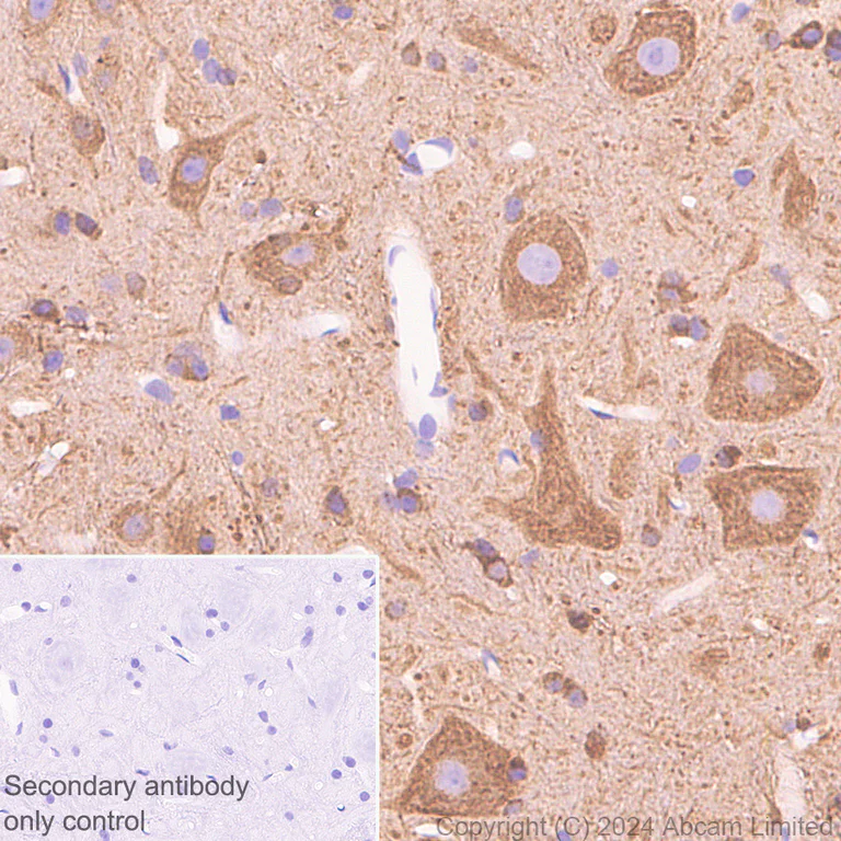 Immunohistochemistry (Formalin/PFA-fixed paraffin-embedded sections) - Anti-Nogo A + Nogo D antibody [EPR26286-15] - BSA and Azide free (AB318265)