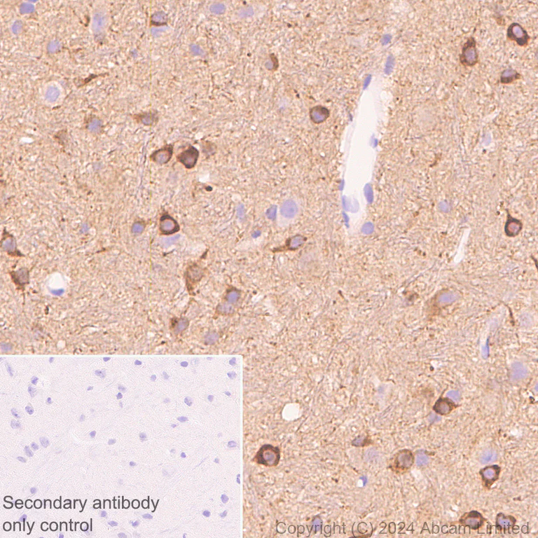 Immunohistochemistry (Formalin/PFA-fixed paraffin-embedded sections) - Anti-Nogo A + Nogo D antibody [EPR26286-15] - BSA and Azide free (AB318265)