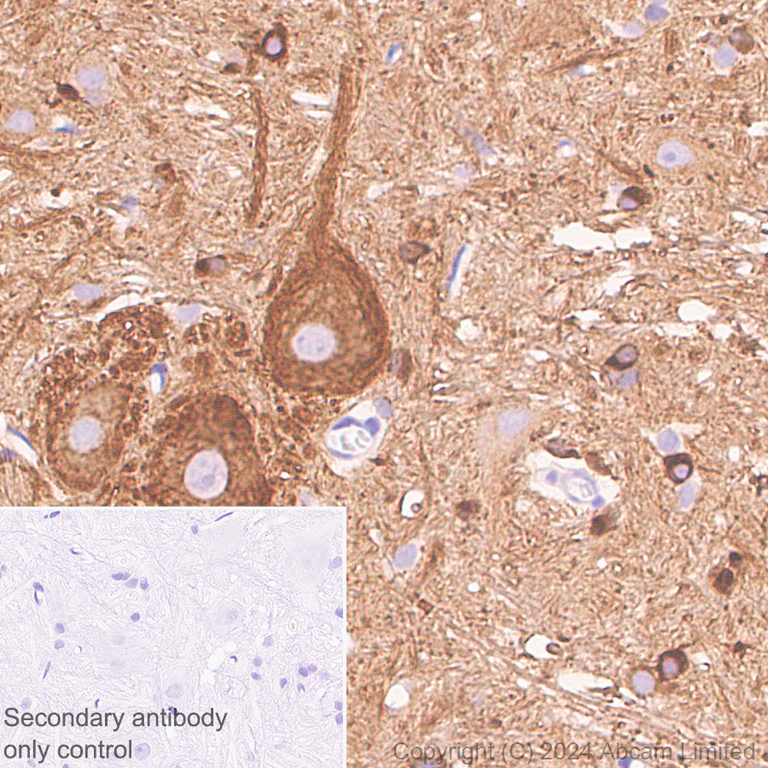 Immunohistochemistry (Formalin/PFA-fixed paraffin-embedded sections) - Anti-Nogo A + Nogo D antibody [EPR26286-15] - BSA and Azide free (AB318265)