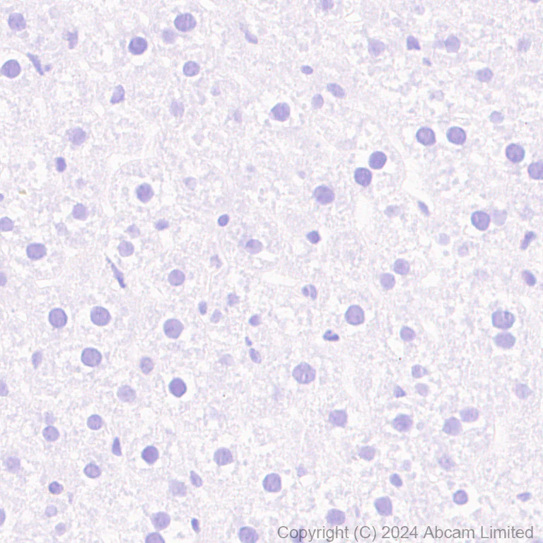 Immunohistochemistry (Formalin/PFA-fixed paraffin-embedded sections) - Anti-Nogo A + Nogo D antibody [EPR26286-15] - BSA and Azide free (AB318265)