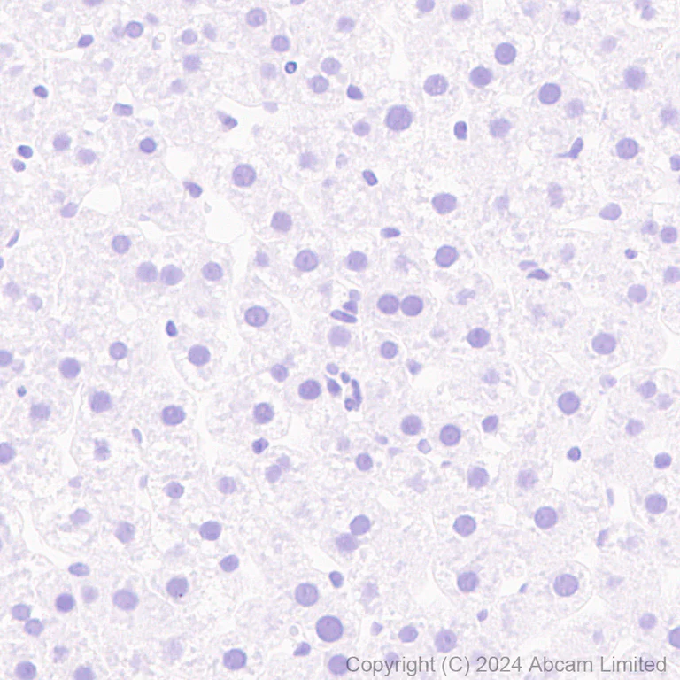 Immunohistochemistry (Formalin/PFA-fixed paraffin-embedded sections) - Anti-Nogo A + Nogo D antibody [EPR26286-15] - BSA and Azide free (AB318265)