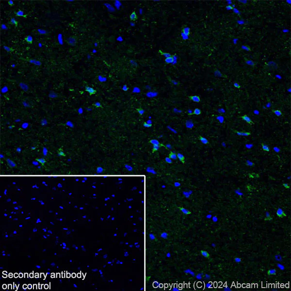 Immunohistochemistry (Frozen sections) - Anti-Nogo A + Nogo D antibody [EPR26286-15] - BSA and Azide free (AB318265)