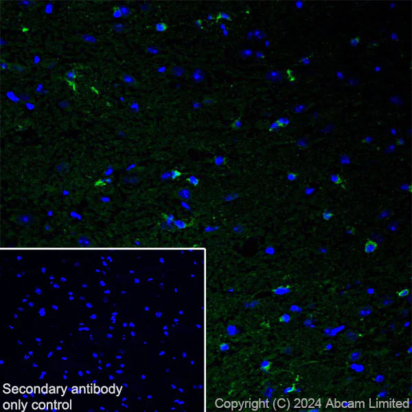 Immunohistochemistry (Frozen sections) - Anti-Nogo A + Nogo D antibody [EPR26286-15] - BSA and Azide free (AB318265)
