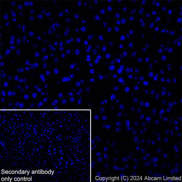 Immunohistochemistry (Frozen sections) - Anti-Nogo A + Nogo D antibody [EPR26286-15] - BSA and Azide free (AB318265)