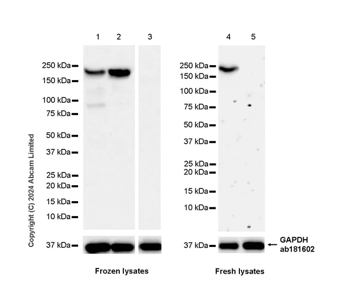 Western blot - Anti-Nogo A + Nogo D antibody [EPR26286-15] - BSA and Azide free (AB318265)