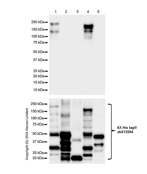 Western blot - Anti-Nogo A + Nogo D antibody [EPR26286-15] - BSA and Azide free (AB318265)