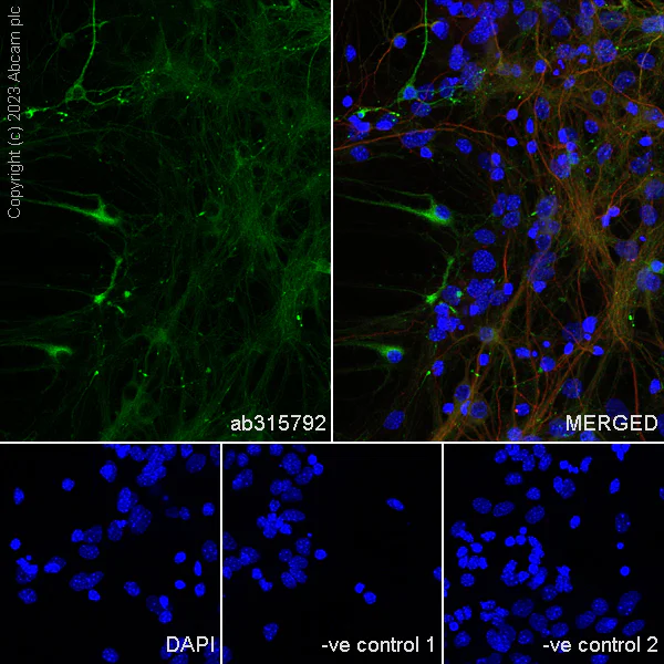 Immunocytochemistry/ Immunofluorescence - Anti-Nogo A + Nogo D antibody [EPR26286-56] - BSA and Azide free (AB315793)