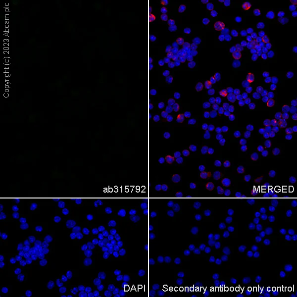 Immunocytochemistry/ Immunofluorescence - Anti-Nogo A + Nogo D antibody [EPR26286-56] - BSA and Azide free (AB315793)