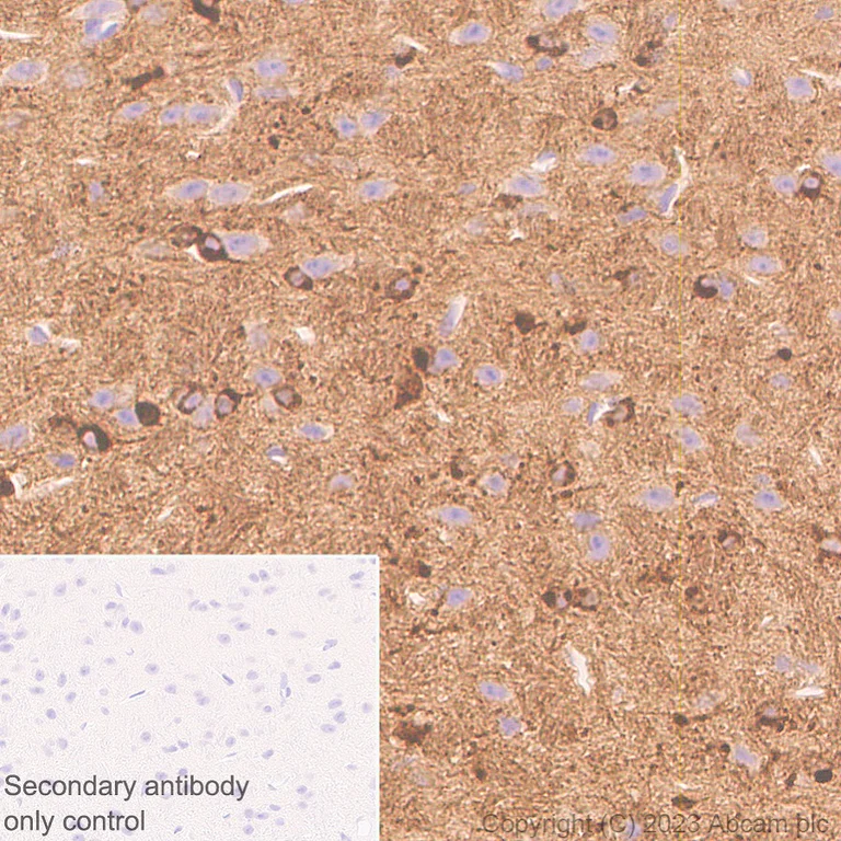 Immunohistochemistry (Formalin/PFA-fixed paraffin-embedded sections) - Anti-Nogo A + Nogo D antibody [EPR26286-56] - BSA and Azide free (AB315793)