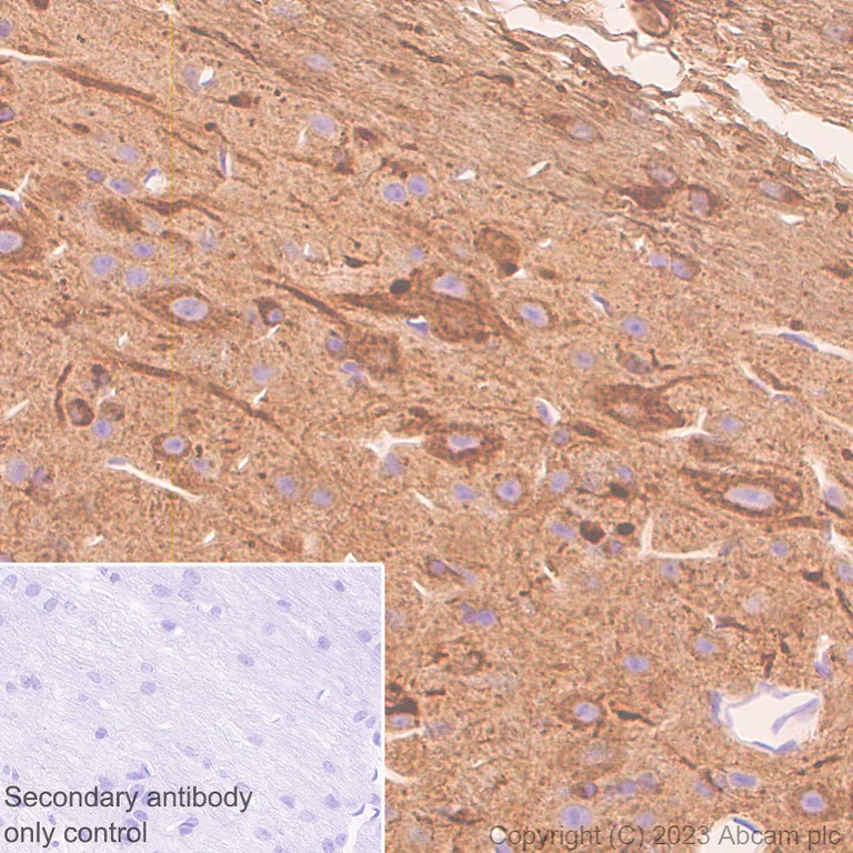 Immunohistochemistry (Formalin/PFA-fixed paraffin-embedded sections) - Anti-Nogo A + Nogo D antibody [EPR26286-56] - BSA and Azide free (AB315793)