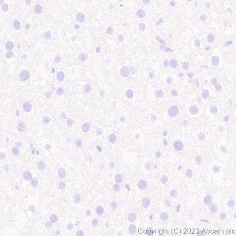 Immunohistochemistry (Formalin/PFA-fixed paraffin-embedded sections) - Anti-Nogo A + Nogo D antibody [EPR26286-56] - BSA and Azide free (AB315793)