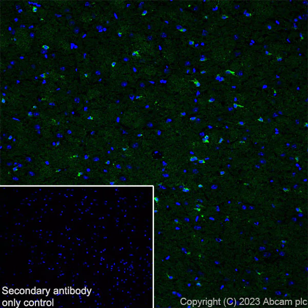 Immunohistochemistry (Frozen sections) - Anti-Nogo A + Nogo D antibody [EPR26286-56] - BSA and Azide free (AB315793)