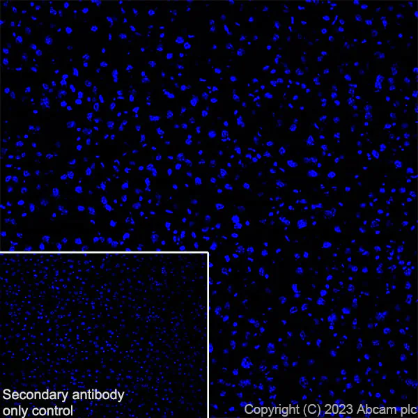 Immunohistochemistry (Frozen sections) - Anti-Nogo A + Nogo D antibody [EPR26286-56] - BSA and Azide free (AB315793)