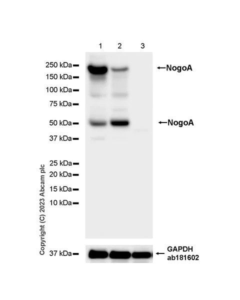 Western blot - Anti-Nogo A + Nogo D antibody [EPR26286-56] - BSA and Azide free (AB315793)