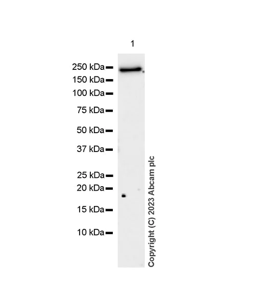 Western blot - Anti-Nogo A + Nogo D antibody [EPR26286-56] - BSA and Azide free (AB315793)