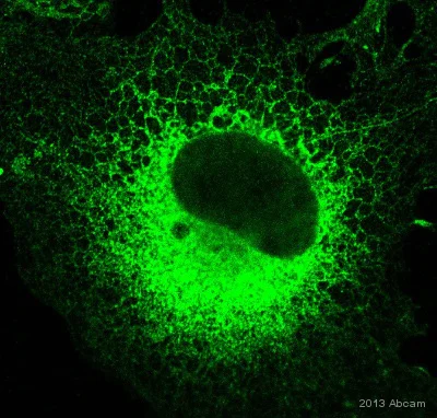 Immunocytochemistry/ Immunofluorescence - Anti-Nogo A+B antibody (AB47085)