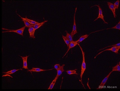 Immunocytochemistry/ Immunofluorescence - Anti-Nogo A+B antibody (AB47085)