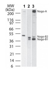 Anti-Nogo A+B antibody