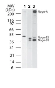 Western blot - Anti-Nogo A+B antibody (AB47085)
