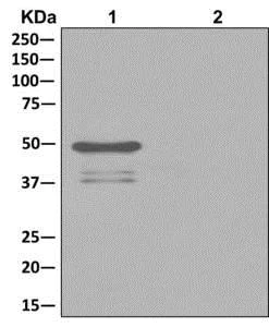 Immunoprecipitation - Anti-Nogo antibody [EPR12265] (AB180847)