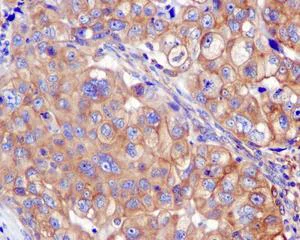 Immunohistochemistry (Formalin/PFA-fixed paraffin-embedded sections) - Anti-Nogo antibody [EPR12265] - BSA and Azide free (AB250250)