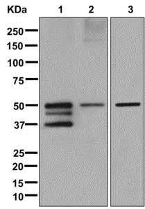Western blot - Anti-Nogo antibody [EPR12265] - BSA and Azide free (AB250250)