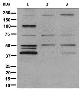 Western blot - Anti-Nogo antibody [EPR12266] - BSA and Azide free (AB250023)