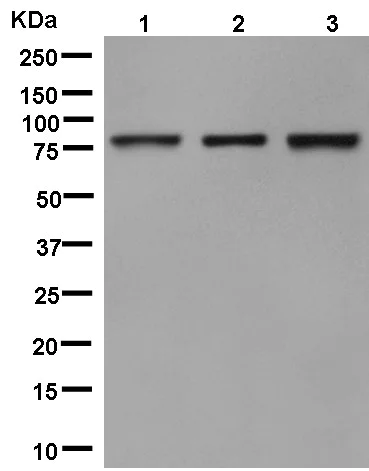 Western blot - Anti-NOL10 antibody [EPR14073-8] - BSA and Azide free (AB250387)