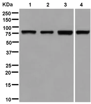 Western blot - Anti-NOL10 antibody [EPR14073-9] - BSA and Azide free (AB250388)