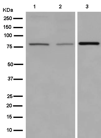 Western blot - Anti-NOL11 antibody [EPR14074-30] (AB181996)