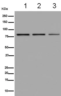 Western blot - Anti-NOL11 antibody [EPR14074] (AB180132)