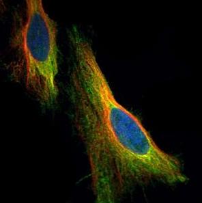 Immunocytochemistry/ Immunofluorescence - Anti-NOL3 antibody (AB126238), expandable thumbnail