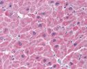 Immunohistochemistry (Formalin/PFA-fixed paraffin-embedded sections) - Anti-NOL3 antibody (AB2002), expandable thumbnail