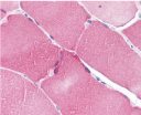 Immunohistochemistry (Formalin/PFA-fixed paraffin-embedded sections) - Anti-NOL3 antibody (AB2002), expandable thumbnail