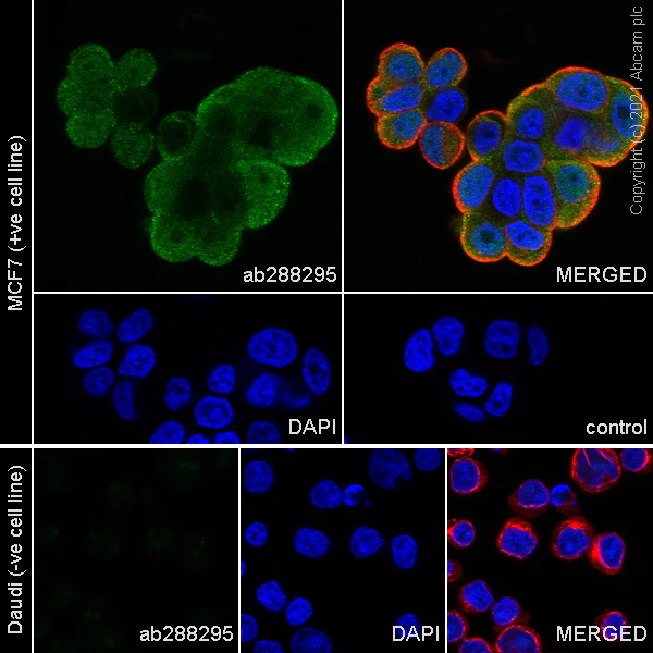 Immunocytochemistry/ Immunofluorescence - Anti-NOL3 antibody [EPR25182-11] (AB288295)