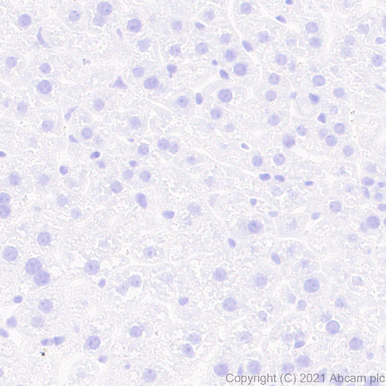 Immunohistochemistry (Formalin/PFA-fixed paraffin-embedded sections) - Anti-NOL3 antibody [EPR25182-11] (AB288295)