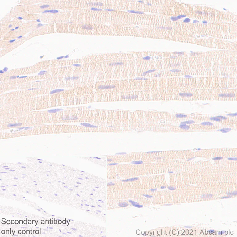 Immunohistochemistry (Formalin/PFA-fixed paraffin-embedded sections) - Anti-NOL3 antibody [EPR25182-11] (AB288295)
