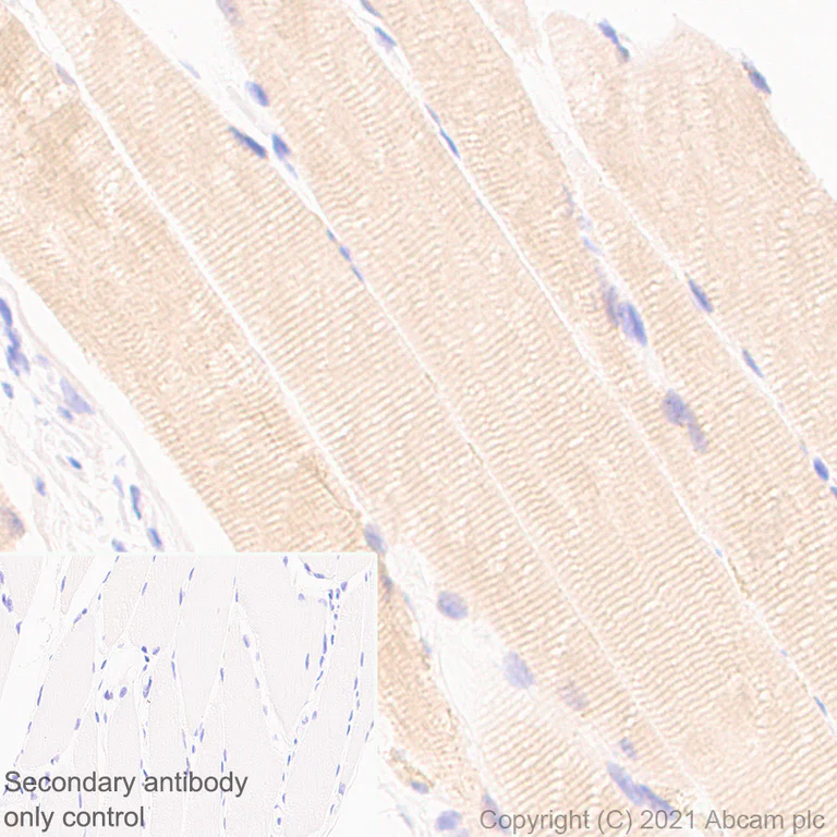 Immunohistochemistry (Formalin/PFA-fixed paraffin-embedded sections) - Anti-NOL3 antibody [EPR25182-11] (AB288295)
