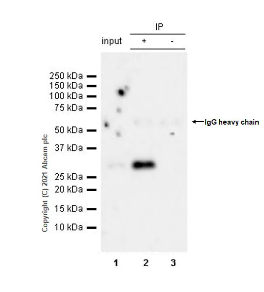 Immunoprecipitation - Anti-NOL3 antibody [EPR25182-11] (AB288295)