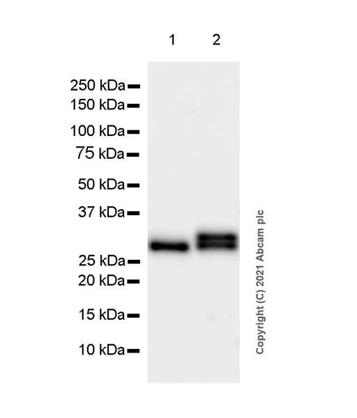 Western blot - Anti-NOL3 antibody [EPR25182-11] (AB288295)