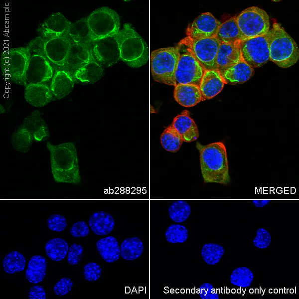 Immunocytochemistry/ Immunofluorescence - Anti-NOL3 antibody [EPR25182-11] - BSA and Azide free (AB288304)