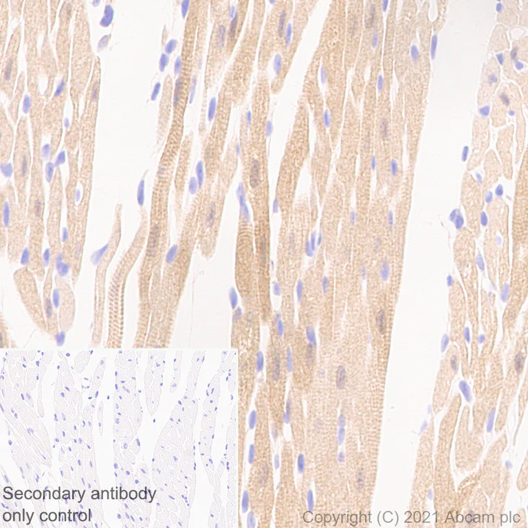 Immunohistochemistry (Formalin/PFA-fixed paraffin-embedded sections) - Anti-NOL3 antibody [EPR25182-11] - BSA and Azide free (AB288304)