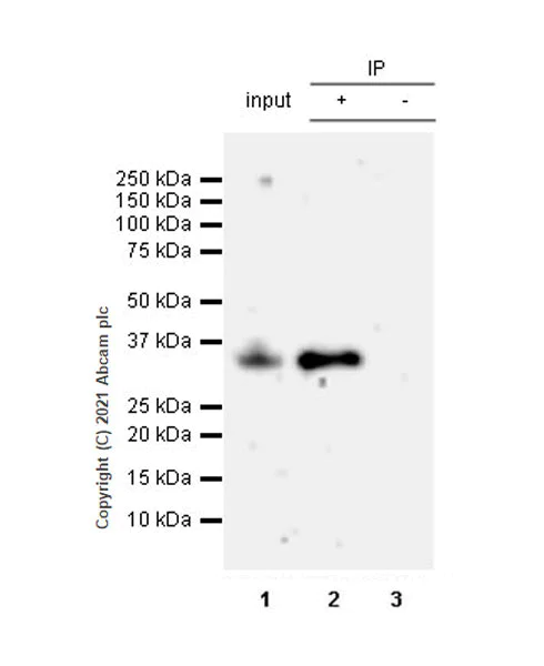 Immunoprecipitation - Anti-NOL3 antibody [EPR25182-11] - BSA and Azide free (AB288304)