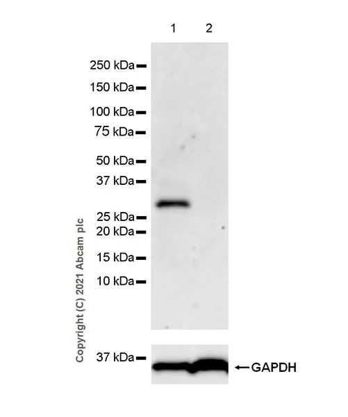 Western blot - Anti-NOL3 antibody [EPR25182-11] - BSA and Azide free (AB288304)