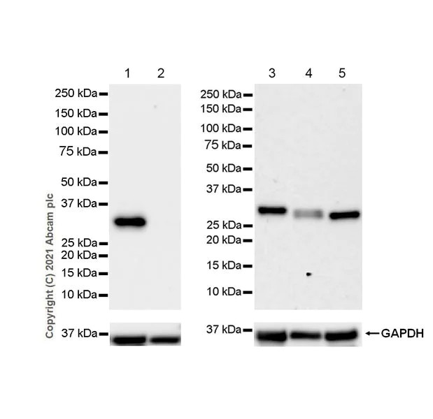 Western blot - Anti-NOL3 antibody [EPR25182-11] - BSA and Azide free (AB288304)