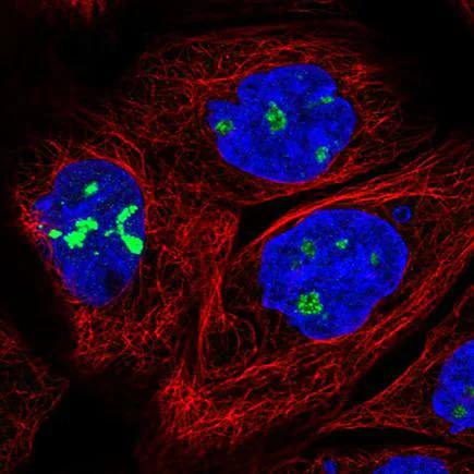 Immunocytochemistry/ Immunofluorescence - Anti-NOL5A antibody [CL2603] (AB242201)