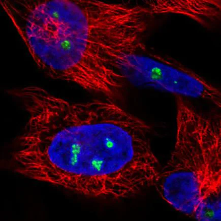 Immunocytochemistry/ Immunofluorescence - Anti-NOL5A antibody [CL2603] (AB242201)