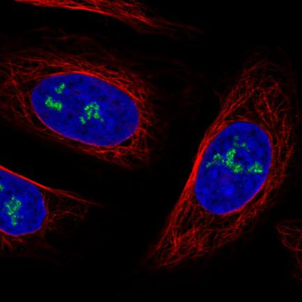 Immunocytochemistry/ Immunofluorescence - Anti-NOL5A antibody [CL2603] (AB242201)
