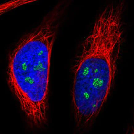 Immunocytochemistry/ Immunofluorescence - Anti-NOL5A antibody [CL2603] (AB242201)